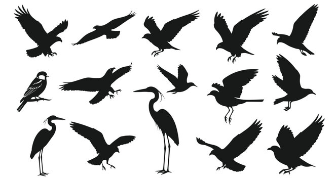 Diverse collection of bird silhouettes including eagles, crows, herons, and smaller birds in different poses and flight positions.