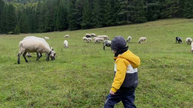 A cautious young boy in a yellow and grey jacket walking on grass, tentatively moving toward a grazing flock of sheep in a green mountain meadow near a forest