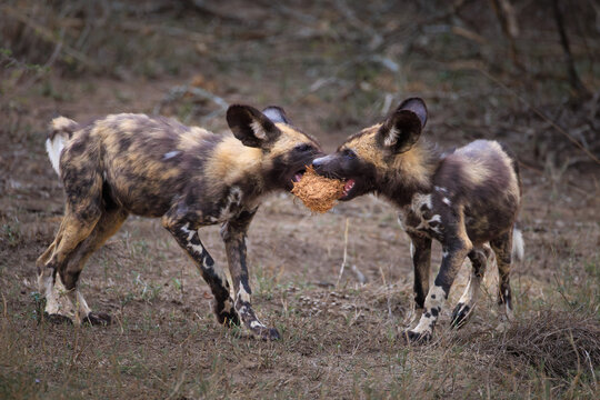 View of two African wild dog pups playing and tugging at a ball of dry grass in the bushveld of Kruger National Park Skukuza, Mpumalanga, South Africa.