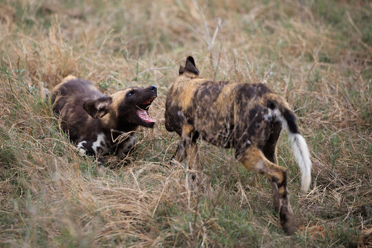 View of two African wild dogs playing and snarling in the dry savanna grass of Kruger National Park Skukuza, Mpumalanga, South Africa.