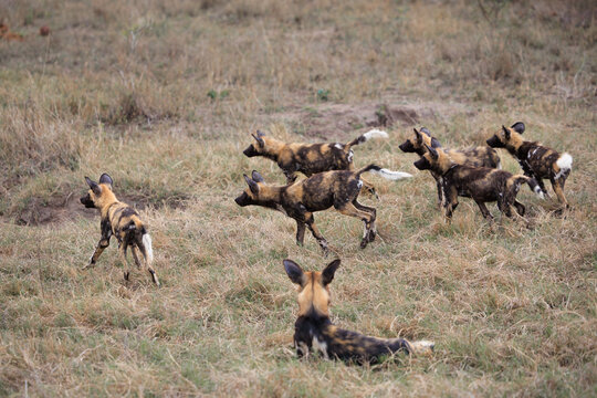 View of a pack of African wild dogs running through the dry savanna grass in Kruger National Park Skukuza, Mpumalanga, South Africa.