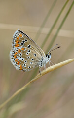 Fototapeta premium Brown argus butterfly on a stem 