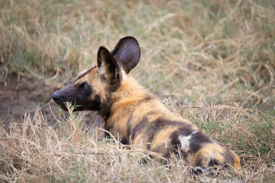 View of an African wild dog lying in the dry grass with its large rounded ears alert in Kruger National Park Skukuza, Mpumalanga, South Africa.