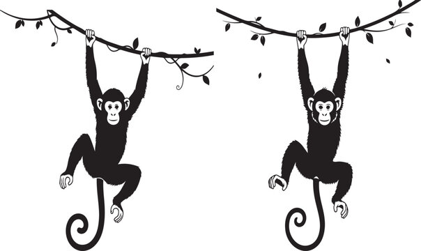 A black monkey hanging from a vine branch with leaves isolated on white background