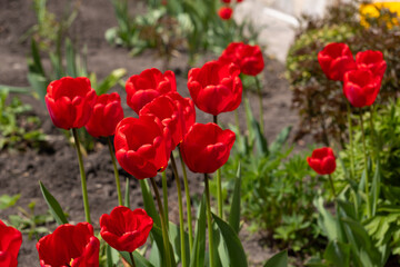 Naklejka premium Spring Blooming Red Tulips in Residential Garden Landscape