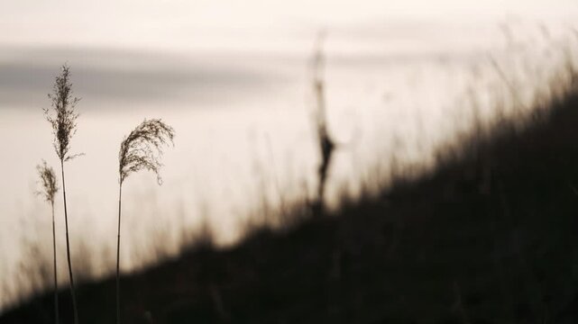 A lone dead tree standing among dry grass on a highland plateau
