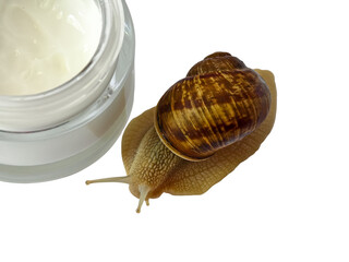 Macro shot of a garden snail crawling next to an open glass jar of white face cream. Concept of natural ingredients and snail mucin in skincare. © Oksana  Sukhoverko 