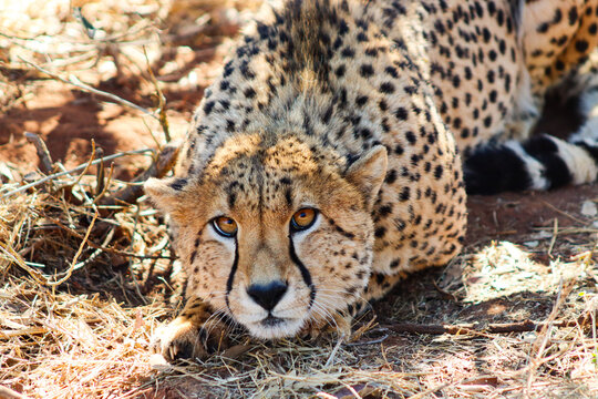 View of a cheetah crouching in the dry grass and shadows of the savanna at Tumbeta Private Game Reserve in Thabazimbi, Limpopo, South Africa.
