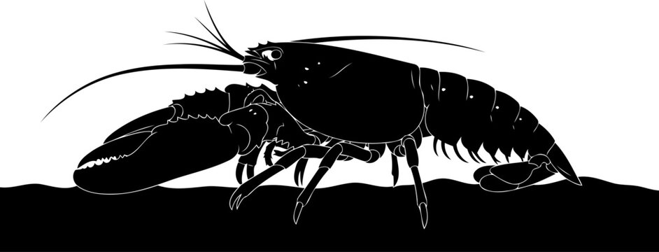Large lobster silhouette crawling on the dark ocean floor