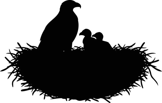 Raptor bird silhouette feeding chicks in high nest