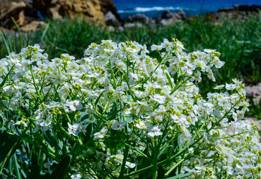 Sea kale (Crambe maritima), It is a hardy, herbaceous perennial known for its clusters of white