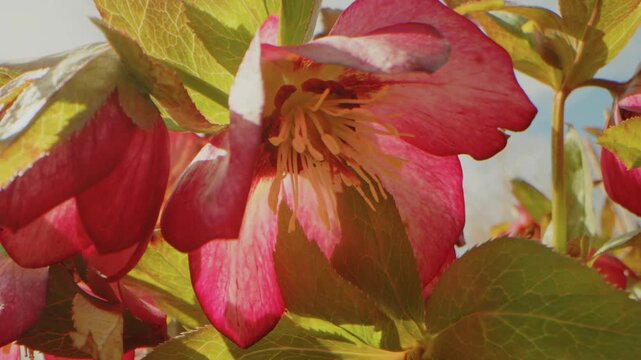 Close up footage showcasing vibrant Hellebore flowers in bloom at the picturesque Planting Fields Arboretum in Oyster Bay, New York. This footage captures the delicate beauty and rich colors of these 