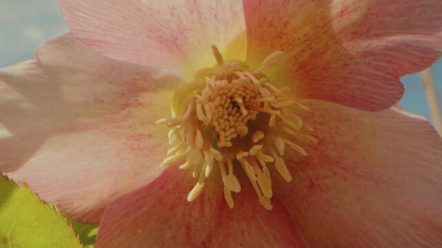 A vibrant close up shot of a delicate pink hellebore flower, showcasing its intricate petals and prominent stamens, captured at the beautiful Planting Fields Arboretum State Historic Park in Oyster Ba