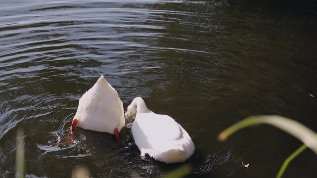Two domestic white ducks diving into the lake water simultaneously, showing their tails and orange feet above the surface. Sunlight reflections on the water ripples.