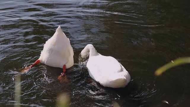Close-up of two white ducks upside down in the water, diving simultaneously to forage. Focus on white tails and bright orange webbed feet. Natural lake environment.