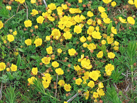 Hoary cinquefoil with yellow flowers covering meadow, Potentilla incana in natural landscape