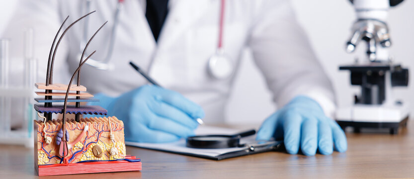 Closeup skin model with hair follicles on clinic desk and microscope with trichologist doctor in background for medical education background