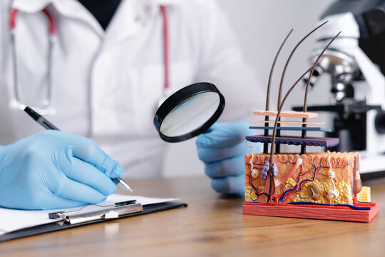 Dermatologist trichologist doctor examining multilayer hair skin model with microscope for medical education