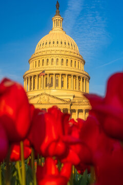 View of the United States Capitol dome framed by vibrant red tulips in the foreground under a clear blue sky during golden hour in Washington, District of Columbia, United States.