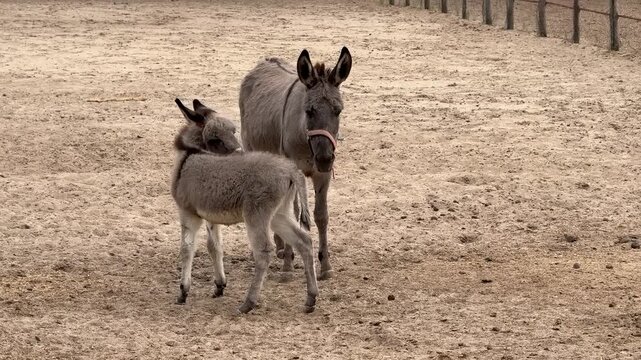 Two young donkeys stand close together on a sandy paddock near a fence, calm and curious mood, rural farm setting suited for animal care and agriculture themes