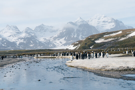 View of a large colony of king penguins gathered along a riverbank with snow-capped mountains and glaciers in the background at Salisbury Plain, South Georgia and the South Sandwich Islands.