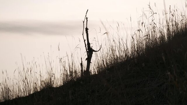 A lone dead tree standing among dry grass on a highland plateau