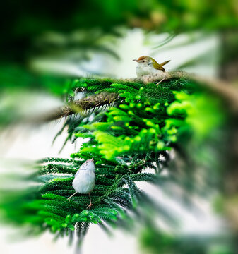 tailor bird sitting on the chritmas tree looking above for something .