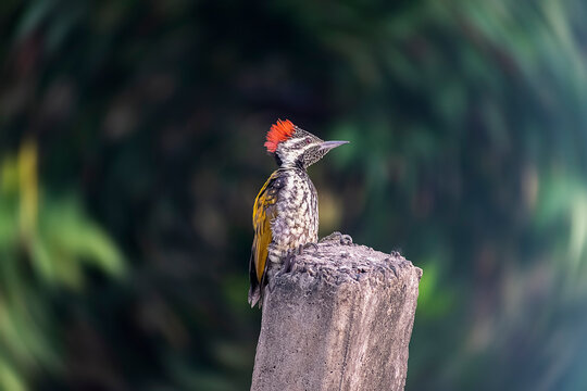 Blackrumped flameback perched (Dinopium benghalense) or lesser golden-backed woodpecker or lesser golden back sitting on concrete pole