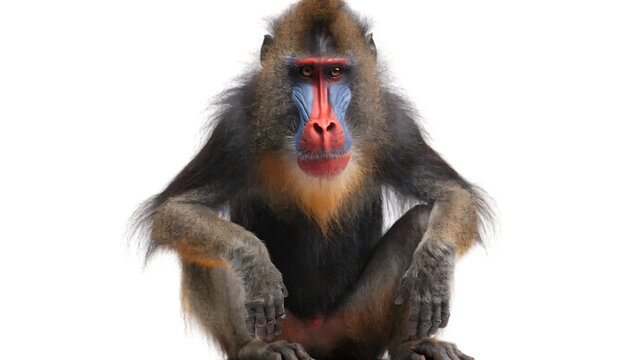 Colorful mandrill monkey primate with vibrant face cut out isolated on white background PNG. AI GENERATED.