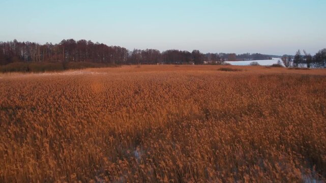 Low altitude drone flight over golden reed field at sunset.