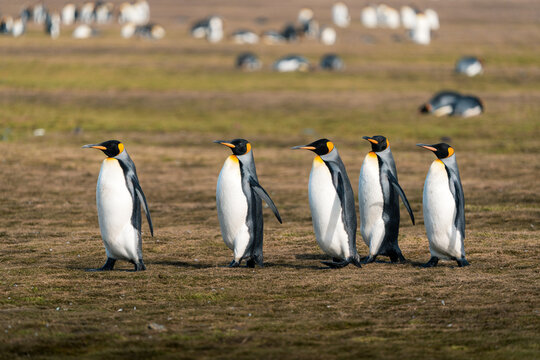 View of five king penguins walking in a row across the tundra at Salisbury Plain with a large colony visible in the background under soft daylight South Georgia and the South Sandwich Islands.