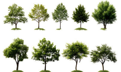 Fototapeta premium Assortment of green trees with detailed leaves on transparent background. png.