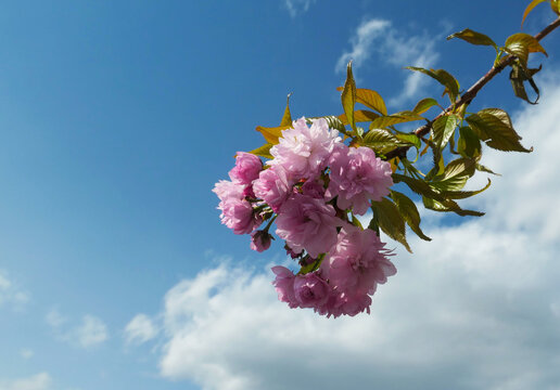 Close-up of pink cherry blossom branch against blue sky with clouds