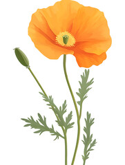 Obraz premium Orange poppy flower with bud and green leaves isolated on gray background. png.