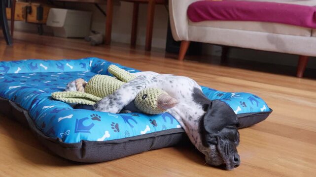 Adorable german shorthaired pointer puppy sleeping soundly