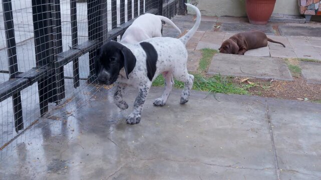 Playful german shorthaired pointer puppies playing at home