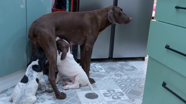 Mother dog breastfeeding her young puppies at home