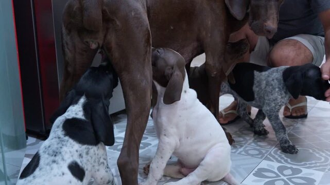 German shorthaired pointer puppies nursing from mother dog