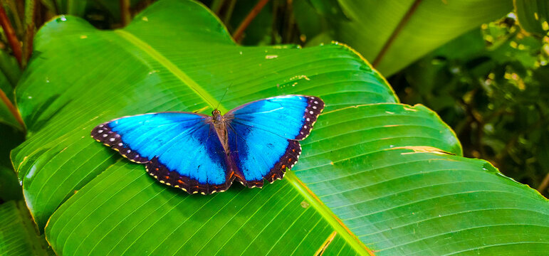 blue butterfly on leaf Costa Rica