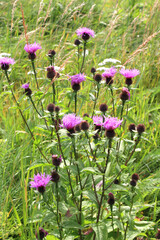 Obraz premium Phrygian cornflower (Centaurea phrygia) grows in nature