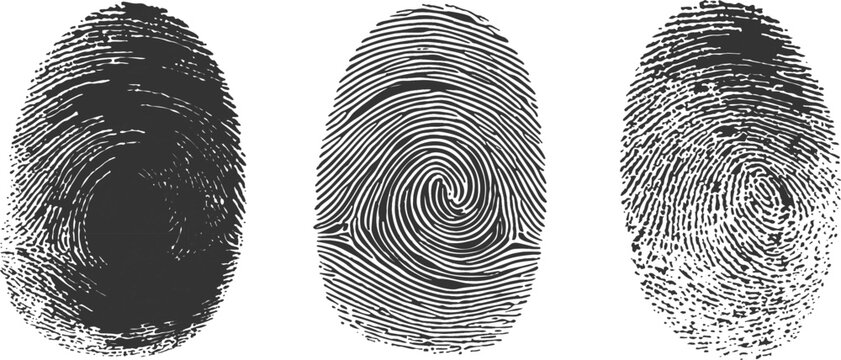 Detailed realistic human fingerprints with distressed grunge texture and biometric scanning concept vector illustration.
