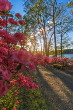 View of vibrant pink azaleas blooming along a sunlit path with a wooden bench overlooking the water at Brighton Dam Azalea Garden Brookeville, Maryland, United States.