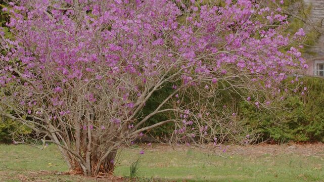 Footage capturing the stunning vibrant pink Rhododendron mucronulatum (Korean Rosebay) in full bloom at the historic Planting Fields Arboretum State Historic Park in Oyster Bay, New York, showcasing t