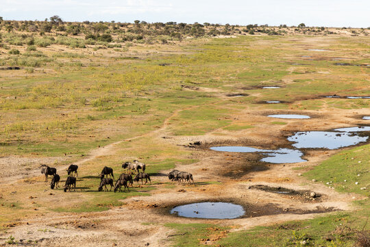 zebra, Makgadikgadi Park, Botswana, Africa
