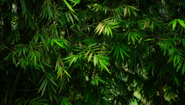 green bamboo leaves forming a natural foliage background with soft light, tropical plant texture 