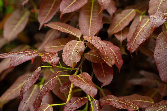 Close up of young mango tree leaves with reddish brown color, fresh foliage with natural texture 