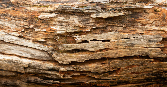 Old rotten wood surface with cracked layers and natural texture, rustic background suitable for grunge, vintage, and material design concepts