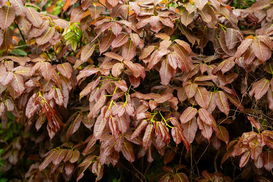 Dense mango tree leaves forming a natural foliage background, young reddish leaves creating a vibrant tropical plant texture.