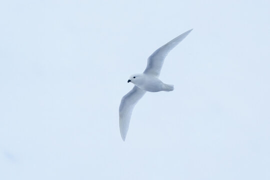 View of a snow petrel flying through the overcast sky above the icy waters of Orne Harbour Antarctica.
