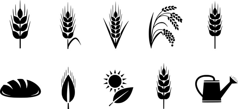 Ear of Wheat and Grain Isolated on White Background &ndash; Organic Agriculture, Barley, Rice, Millet, Natural Food and Bread Crop Vector Illustration
